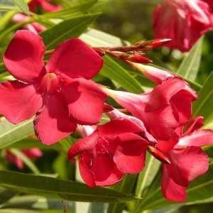 Oleander obyčajný (Nerium oleander) červený - výška 120-140 cm, kont. C10L (-10/-12°C) NA KMIENKU